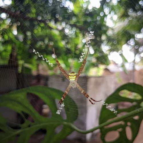 Spider ?