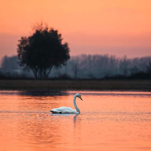 Photo #10659310