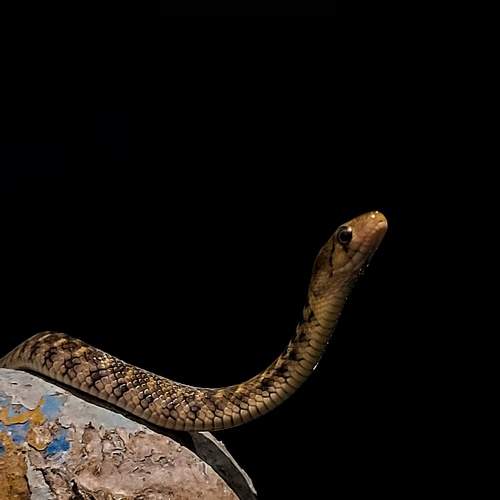 Checkered keelback photography