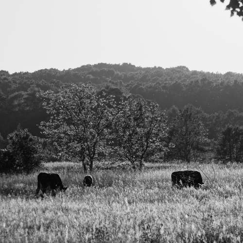 Photo #10659645