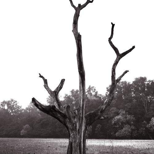 Destitute