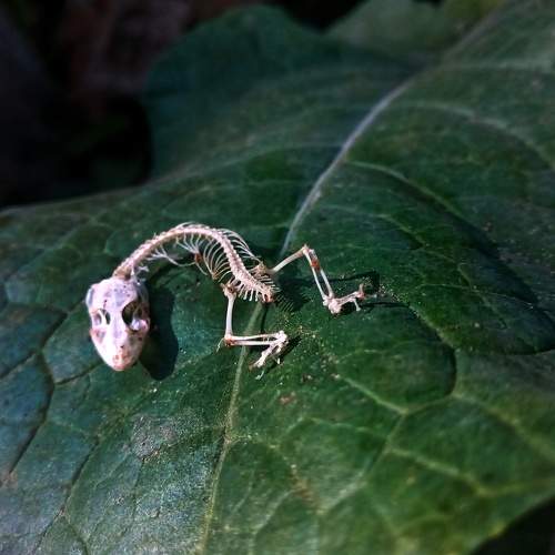 Photo #10660748