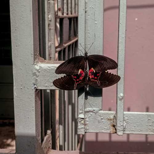 Photo #10660808