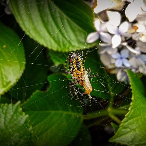 Photo #10660885