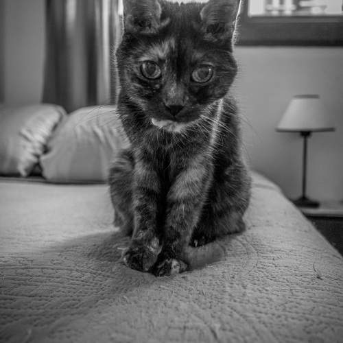 Photo #10660931
