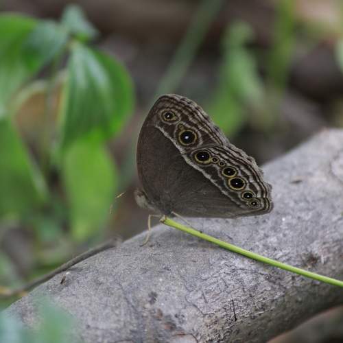 Photo #10661077