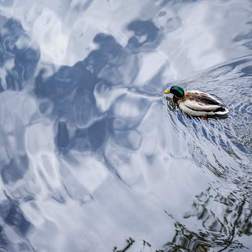 Photo #10661321