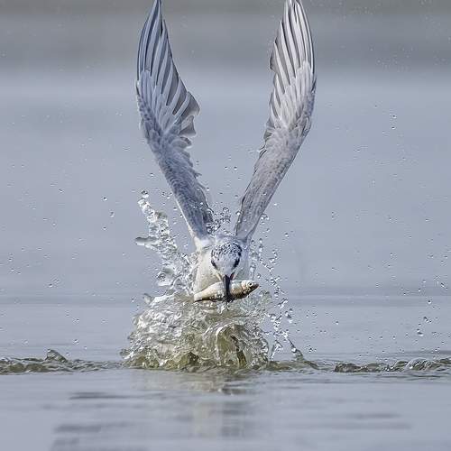 Photo #10661546