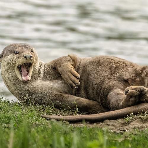 Photo #10661556