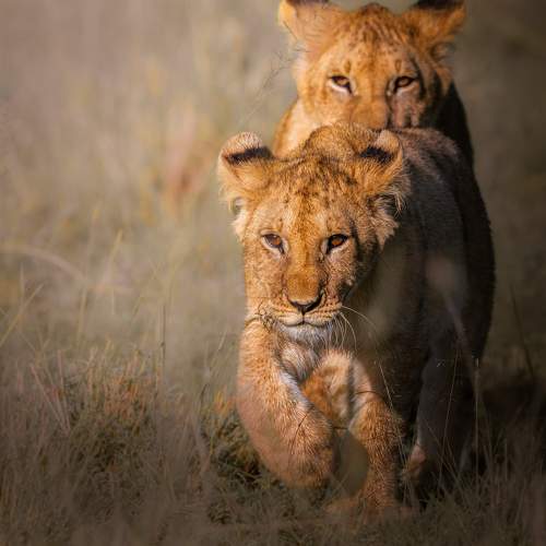 Photo #10661561