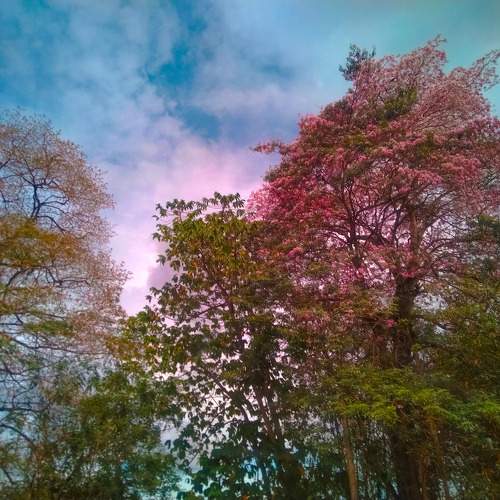 The Beautiful Nature