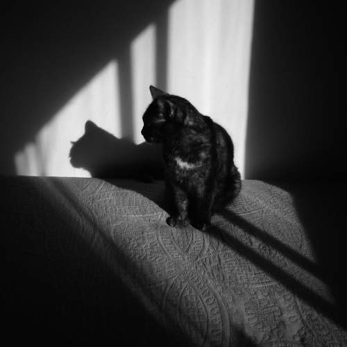 Mi sombra