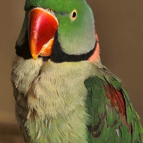 Photo #10663192