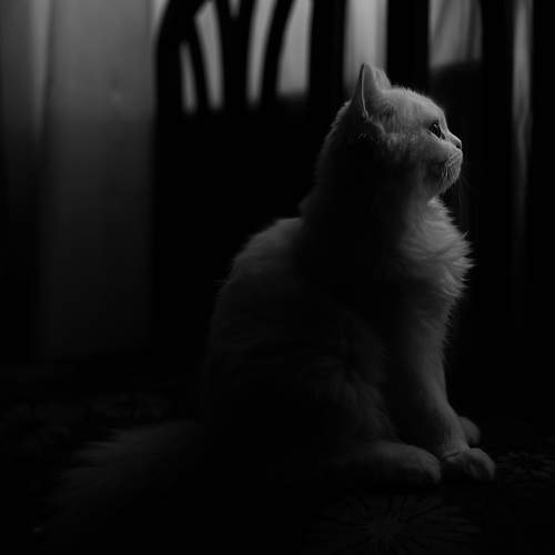 Фотография #10663999