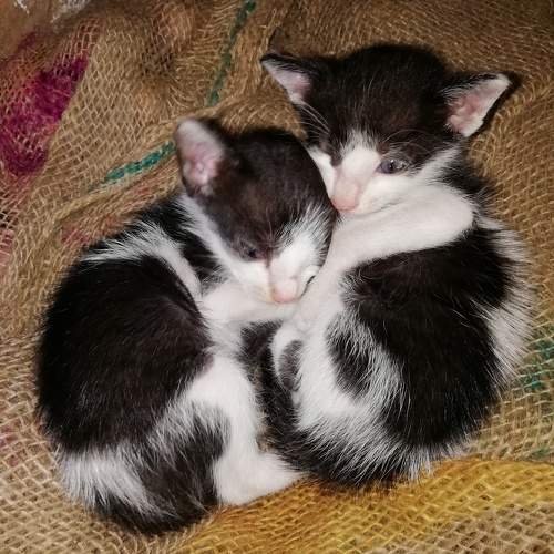 Photo #10664486
