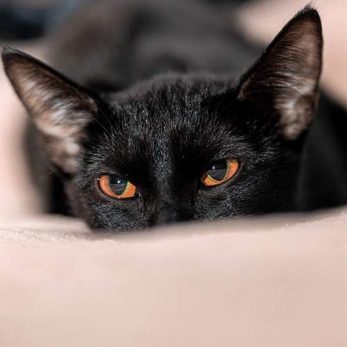 Photo #10664588