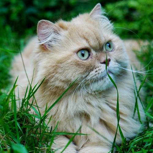 Photo #10664706