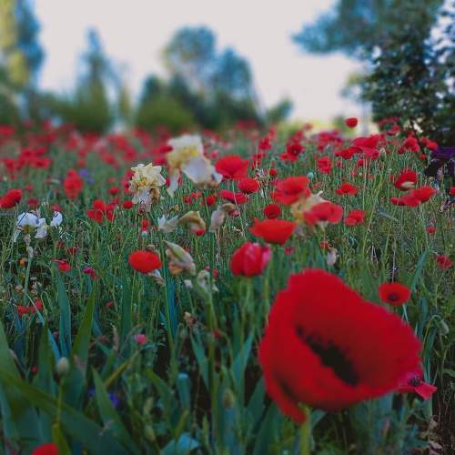 Photo #10664868