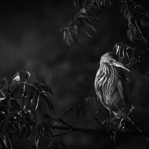 Photo #10665169