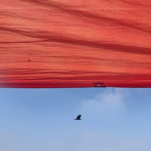The lost crow