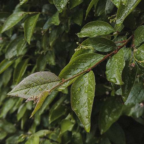 Photo #10665269