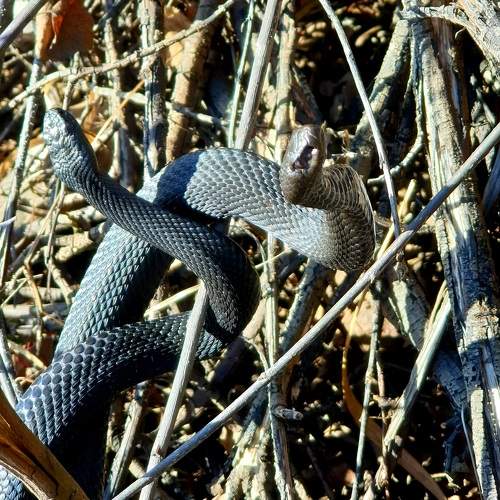 Photo #10665462
