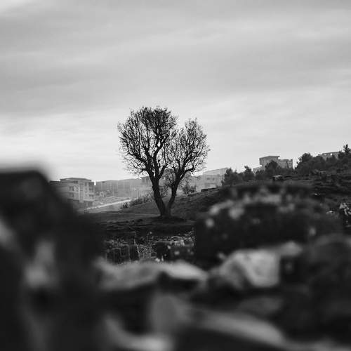 Photo #10665542