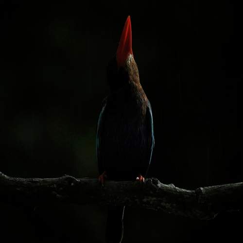 Bird with a little light