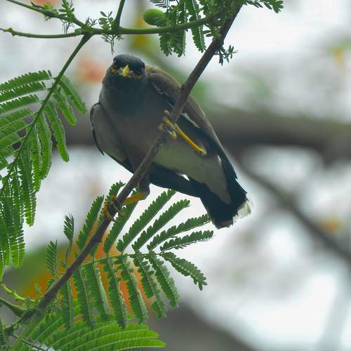 Photo #10666038