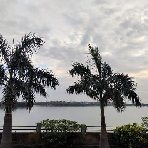 Palm tree
