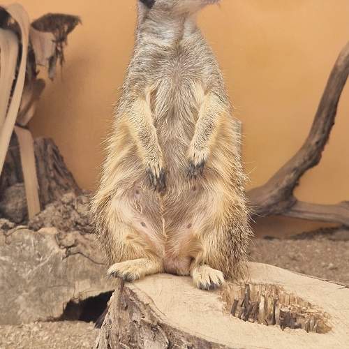 Photo #10666334