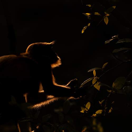 Indian Langur