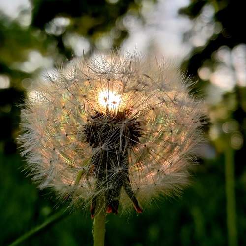 Photo #10667338