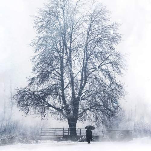 Photo #10668366