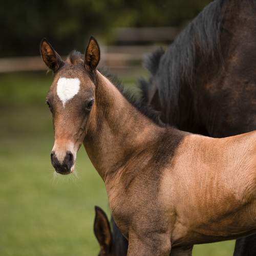 Photo #10669225