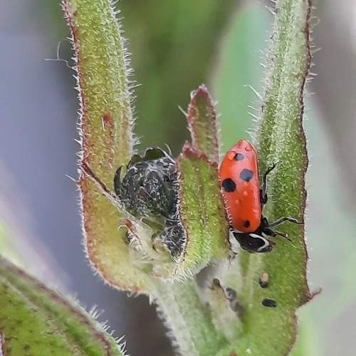 Photo #10669452