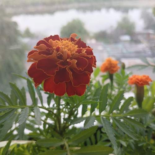 Photo #10669473