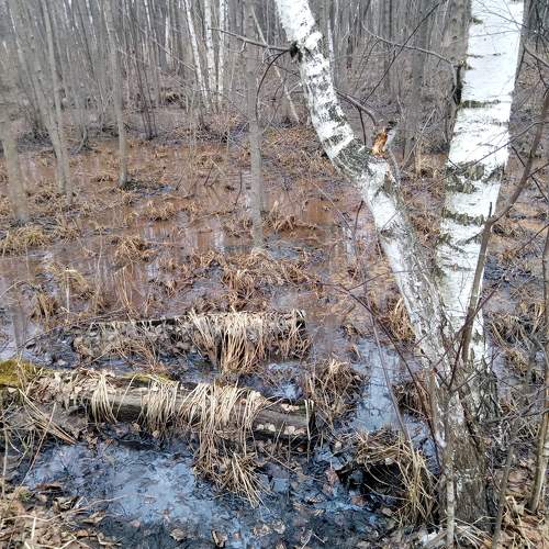 Photo #10669734