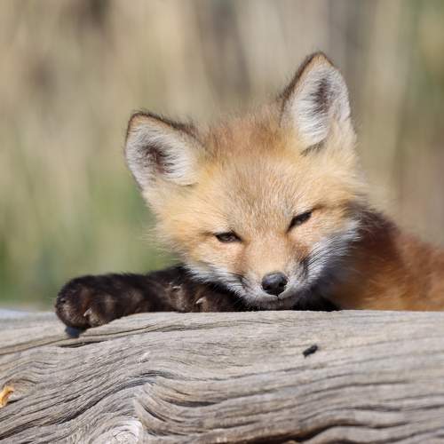 Photo #10670626
