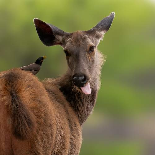 Sambhar Deer with Myna
