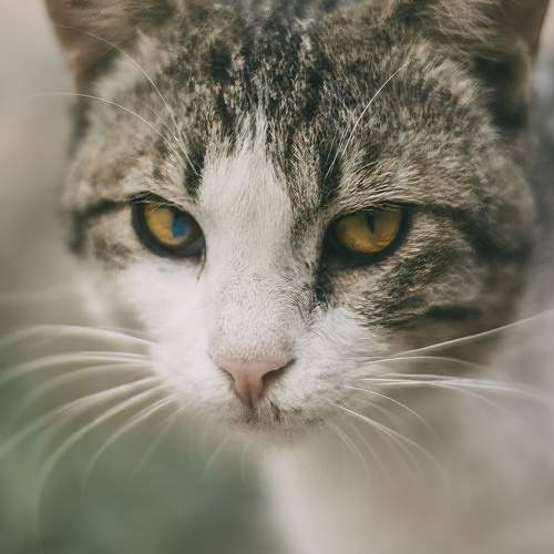 Photo #10670872
