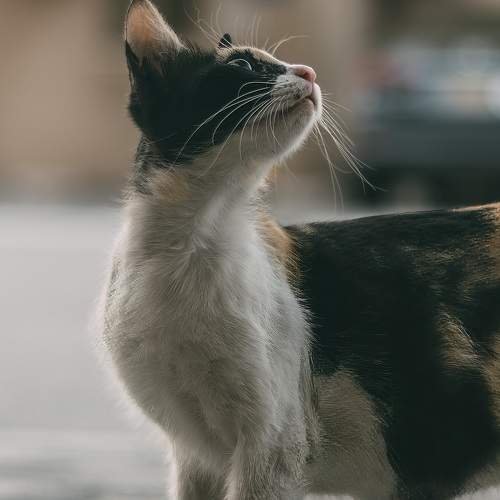 Photo #10670873