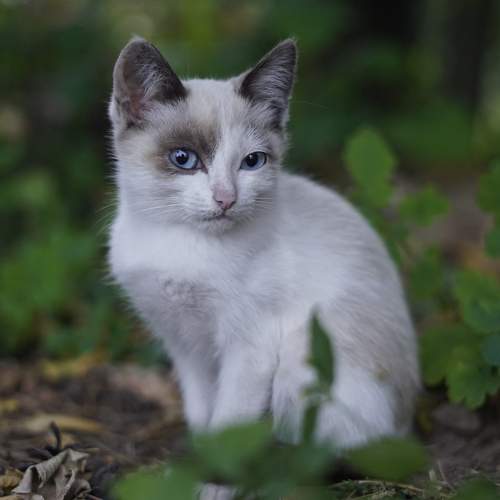 Photo #10670987