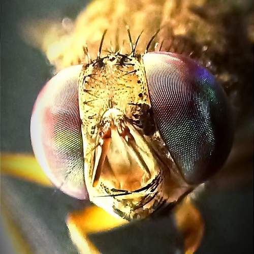 Photo #10671529