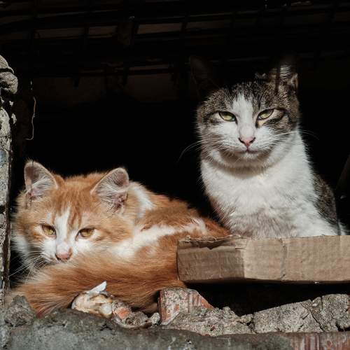 Photo #10671611
