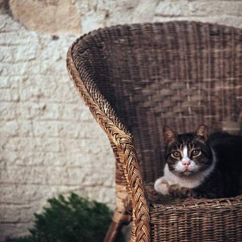 Photo #10671631