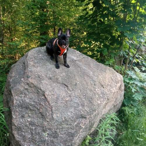 Photo #10671682