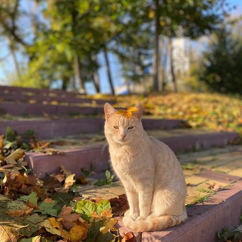 Photo #10671934