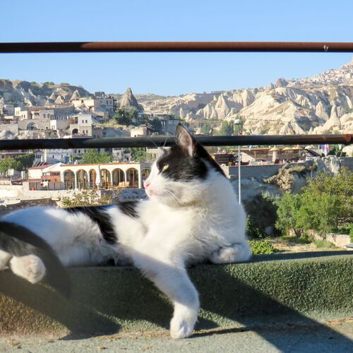 Cat against the backdrop of the landscape of Cappadocia
