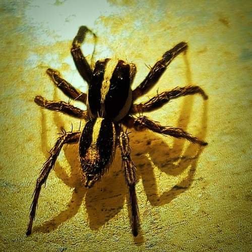 Phlegra spider